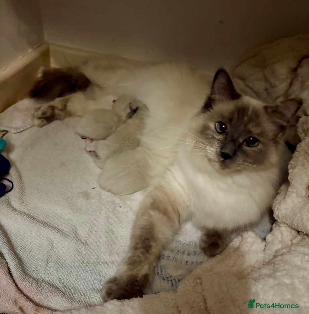 Ragdoll cats for sale: Beautiful Ragdoll kittens - Image 5