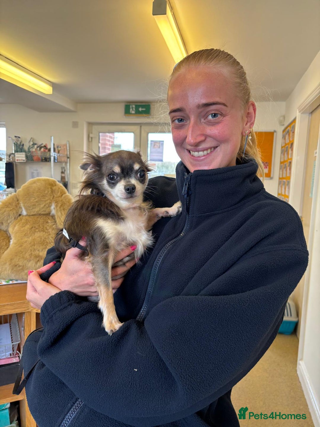 Chihuahua dogs for adoption: Clarissa - Advert 1