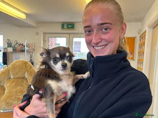 Chihuahua dogs Clarissa - Advert 13