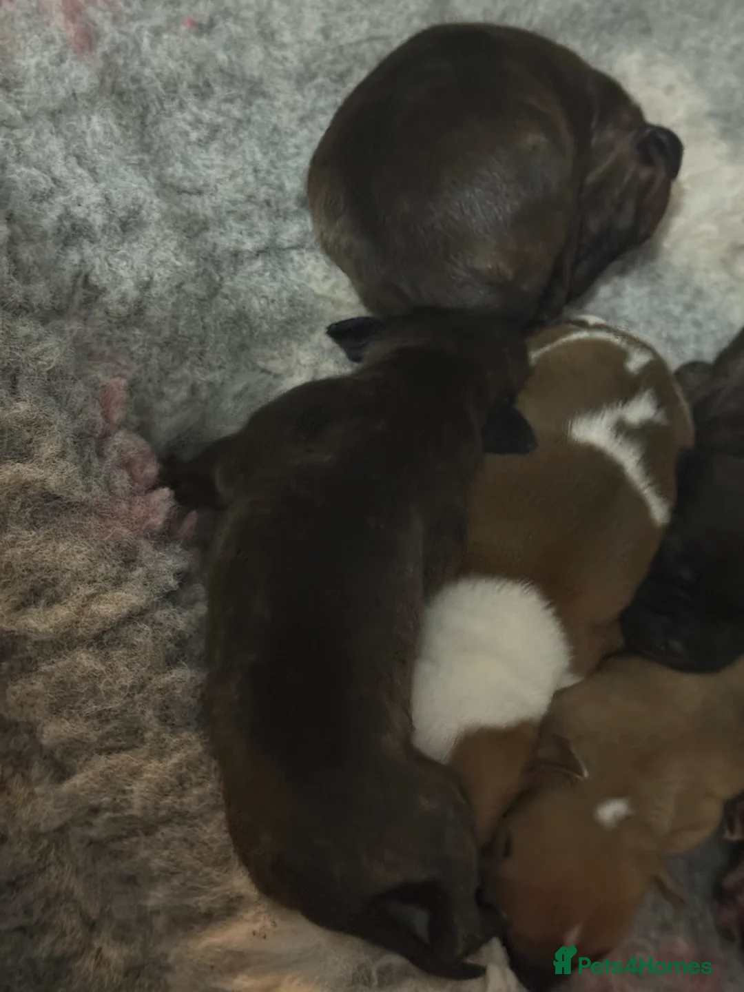 Staffordshire Bull Terrier dogs for sale: Staffie pups  - Advert 6