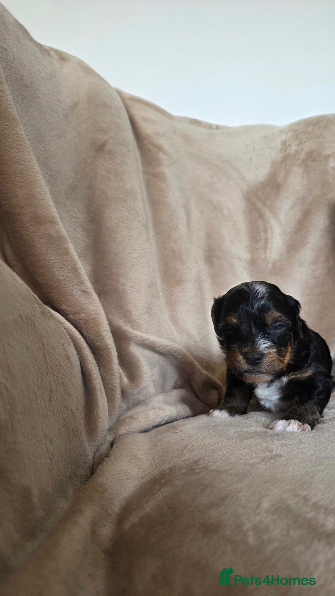 Biewer Terrier dogs for sale: Biewer Yorkshire Terrier  - Image 20