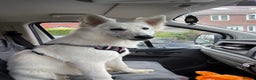 White Swiss Shepherd dogs for sale: Ready for collection - Advert 5