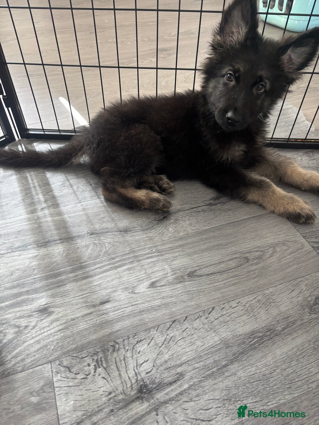 German Shepherd dogs for sale: German Shepard puppies - Image 8