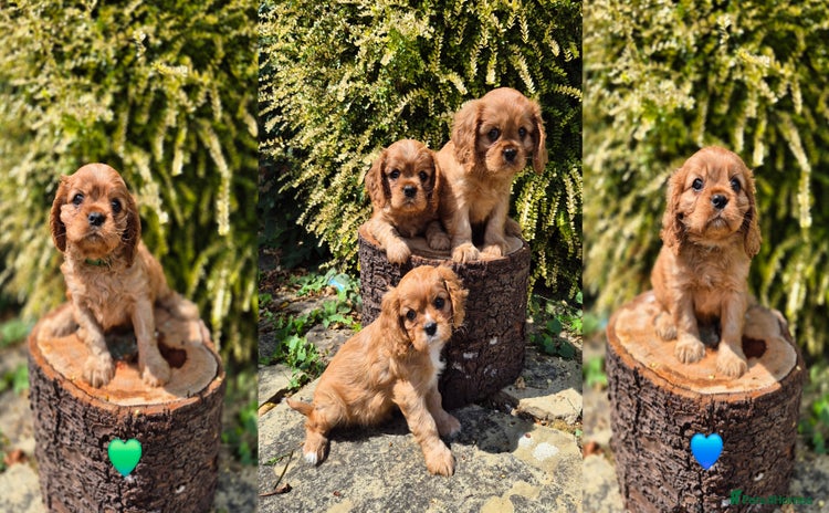 Cavalier King Charles Spaniel dogs - Advert 13
