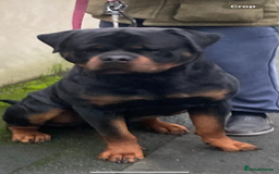 Rottweiler dogs for stud: Stunning KC registered fully health tested male   in Burnley - Image 2