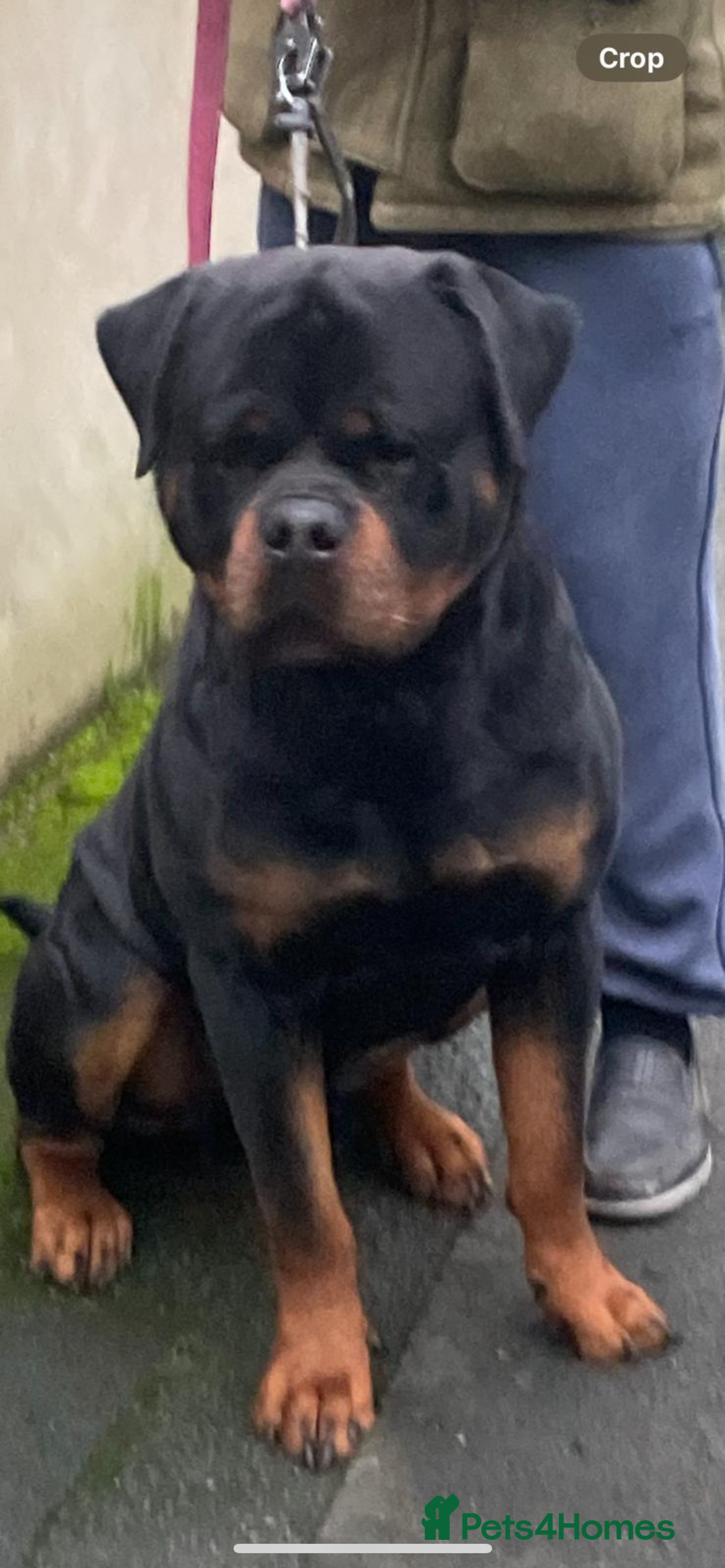 Rottweiler dogs for stud: Stunning KC registered fully health tested male   in Burnley - Image 2