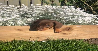 Miniature Dachshund dogs - Advert 2
