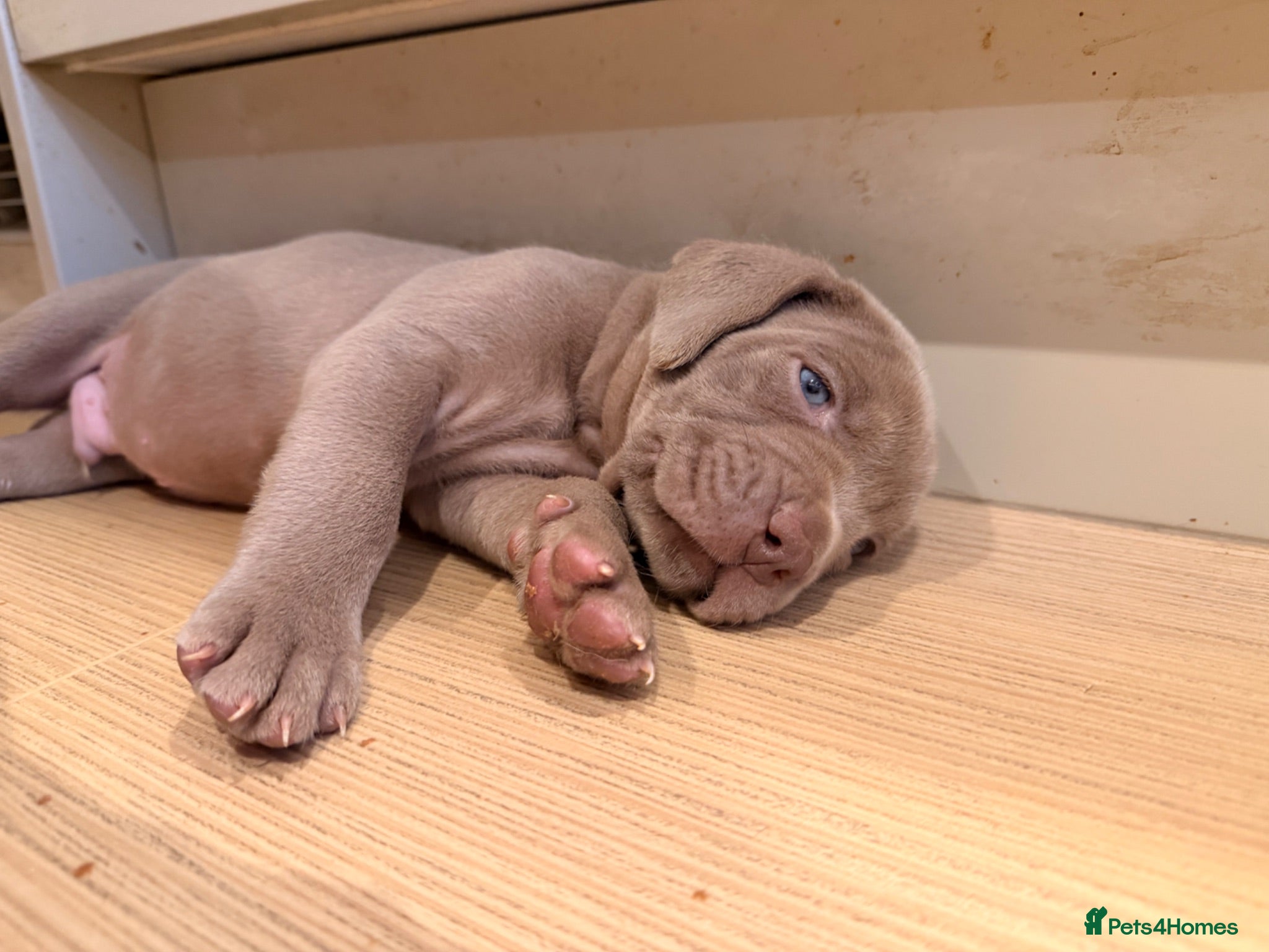 Mixed Breed dogs Beautiful Bullmaraner Puppies x 5  - Advert 1