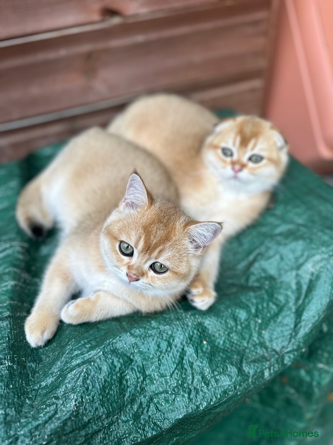 Scottish Fold cats for sale: 1male  1 female READY TO COLLECT - Image 25