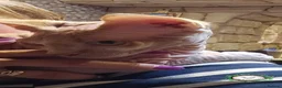 Sphynx cats for sale: Adorable Canadian Sphynx Champion father line.  - Advert 11