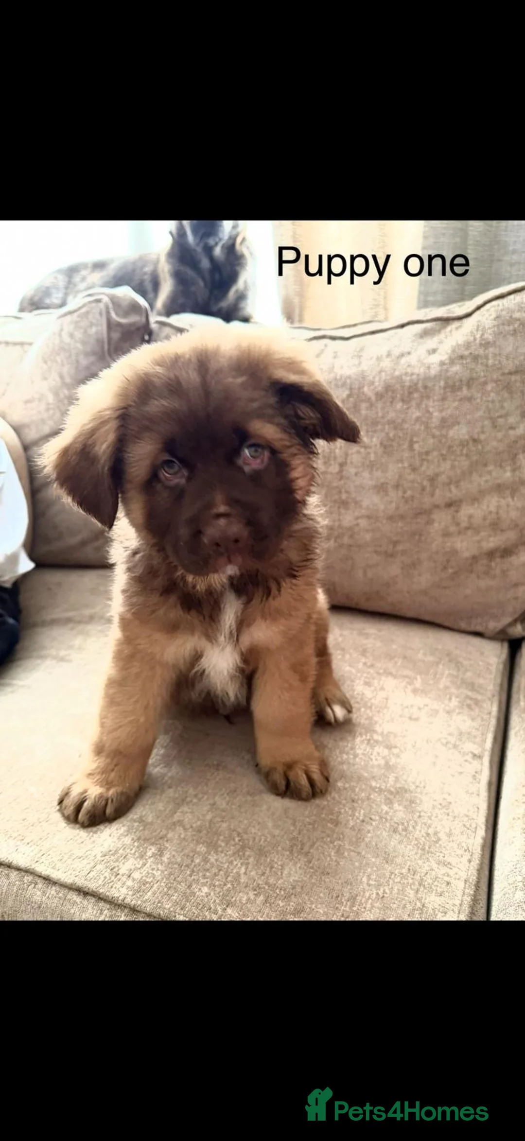 Mixed Breed dogs for sale: German Shepherd X French Bull Dog Puppies in Blackburn - Advert 1
