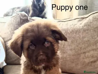 Mixed Breed dogs German Shepherd X French Bull Dog Puppies - Advert 3