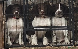 English Springer Spaniel dogs for sale: KC Working English Springer Spaniel puppies  - Image 2