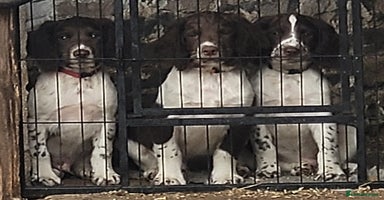 English Springer Spaniel dogs - Advert 5