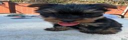 Yorkshire Terrier dogs for sale: Lovely Yorkshire Terrier Puppy ❤️ - Advert 12