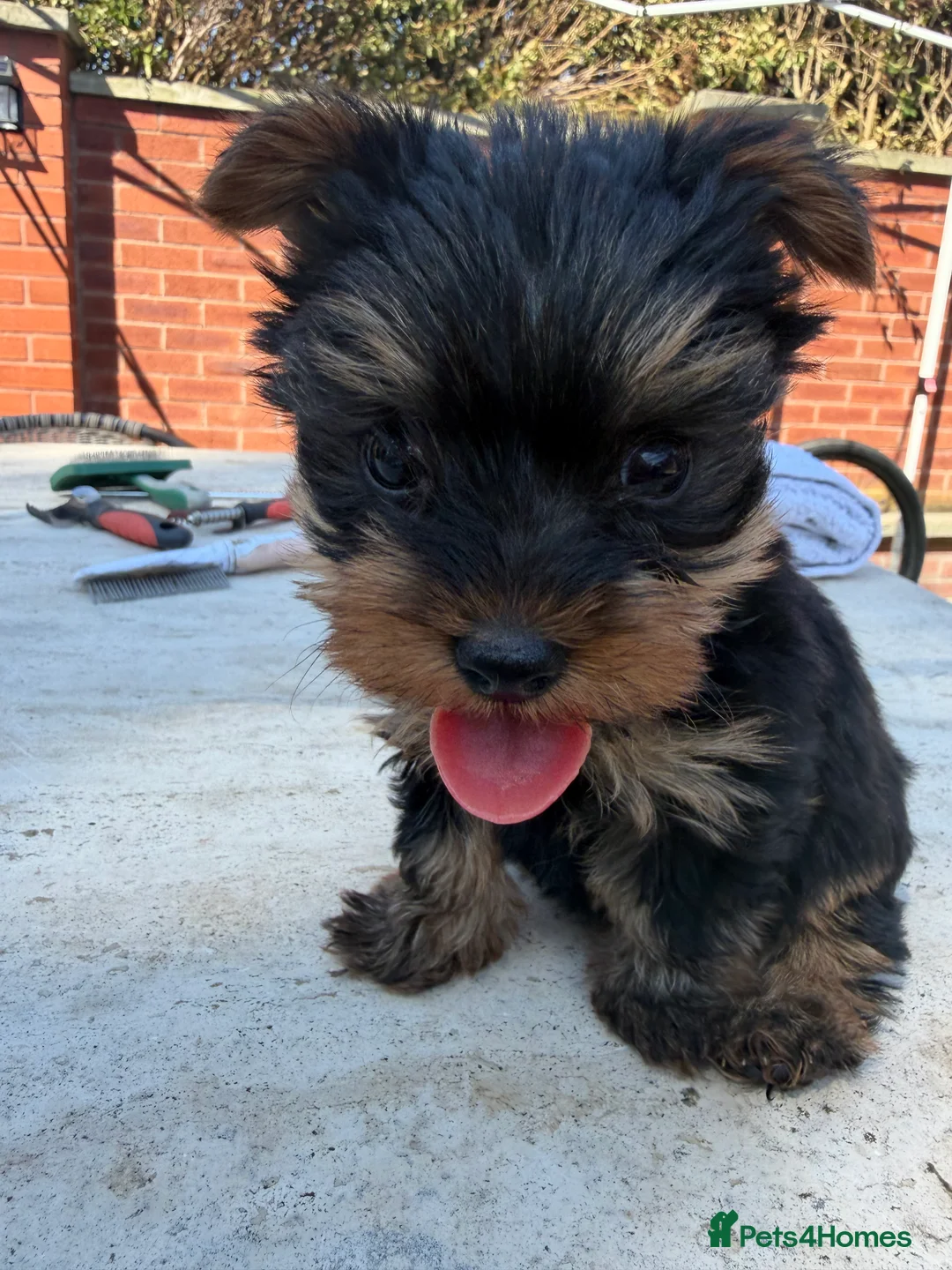 Yorkshire Terrier dogs for sale: Lovely Yorkshire Terrier Puppy ❤️ - Advert 12