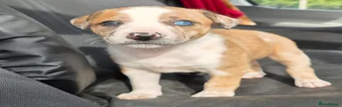 Mixed Breed 1