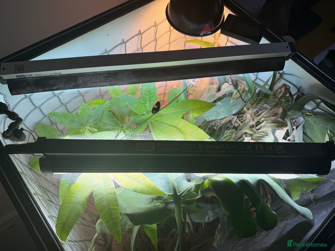 Chameleon reptiles for sale: Male Ambilobe Juvenile Chameleon and set up - Advert 3