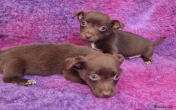 Jack Russell dogs for sale: Miniature Jack Russel’s - Image 17