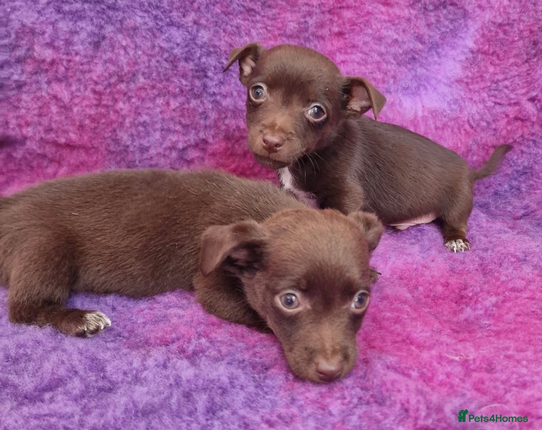 Jack Russell dogs for sale: Miniature Jack Russel’s - Image 17