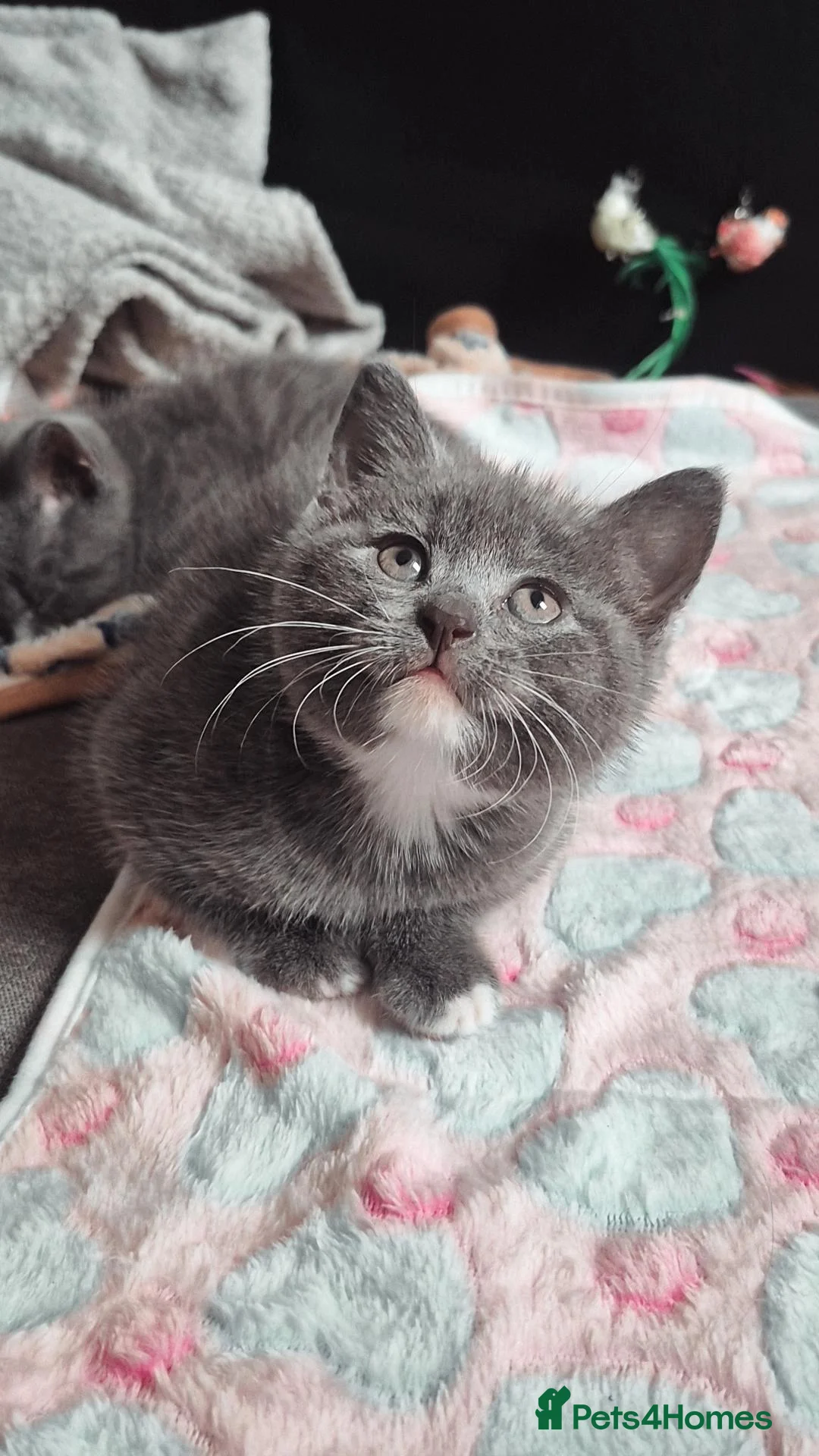 British Shorthair cats for sale: Beautiful Blue Shorthair Kittens - 2 Girls Left - Advert 2