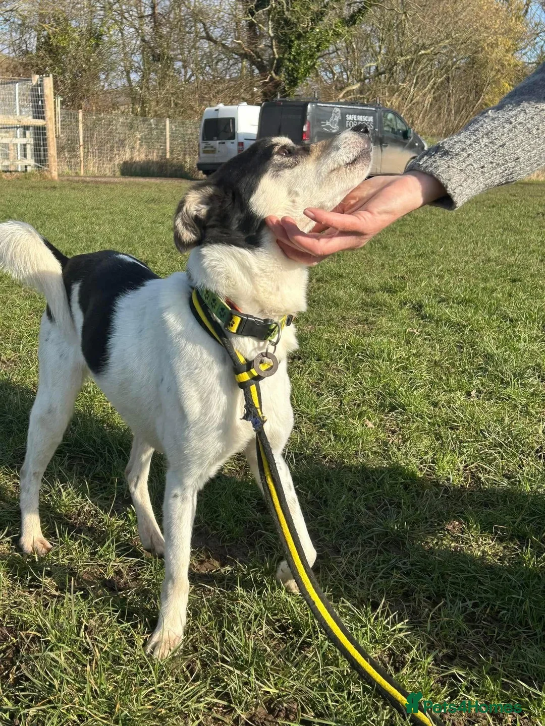 Mixed Breed dogs for adoption: Pippa - Norwich Norfolk  in Norwich - Advert 11