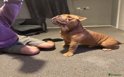 Old Tyme Bulldog dogs for sale: 2 year old old tyme Bruno  - Image 6