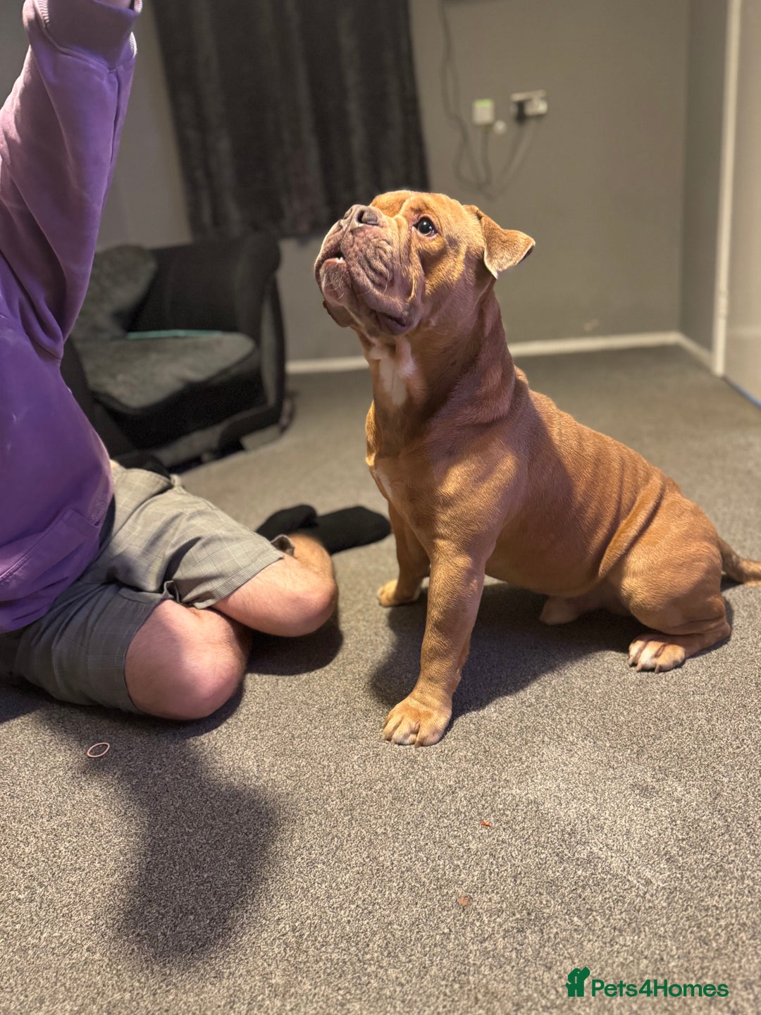 Old Tyme Bulldog dogs for sale: 2 year old old tyme Bruno  - Image 6