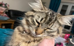 Maine Coon cats for sale: Maine Coon cross cat  - Image 6