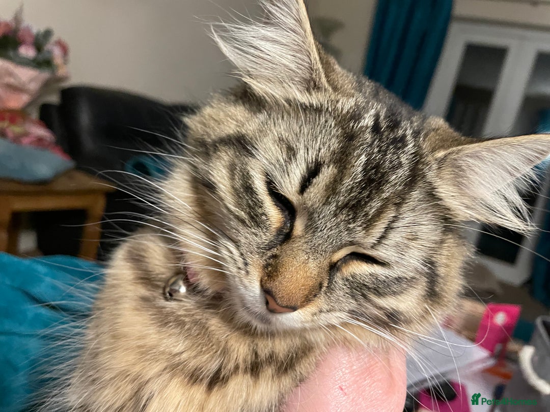 Maine Coon cats for sale: Maine Coon cross cat  - Image 6