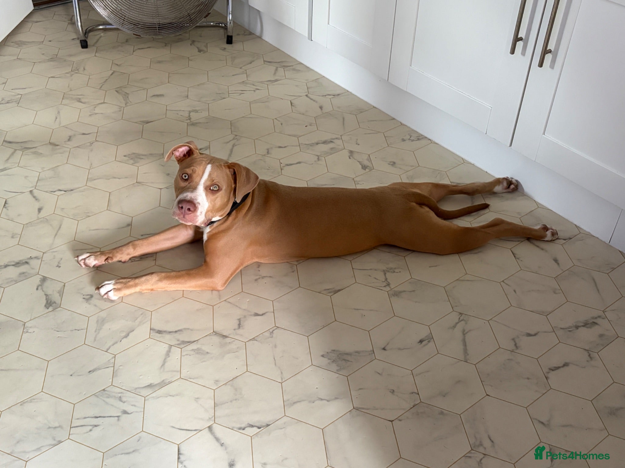 Mixed Breed dogs Urgent sale - 6 month old female puppy for sale - Advert 2