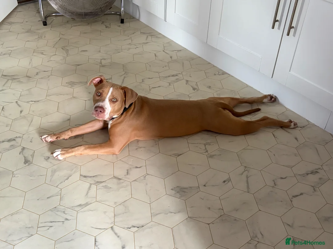 Mixed Breed dogs for sale: Urgent sale - 6 month old female puppy for sale - Advert 1
