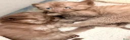 British Shorthair cats for sale: BSH kittens  - Advert 7