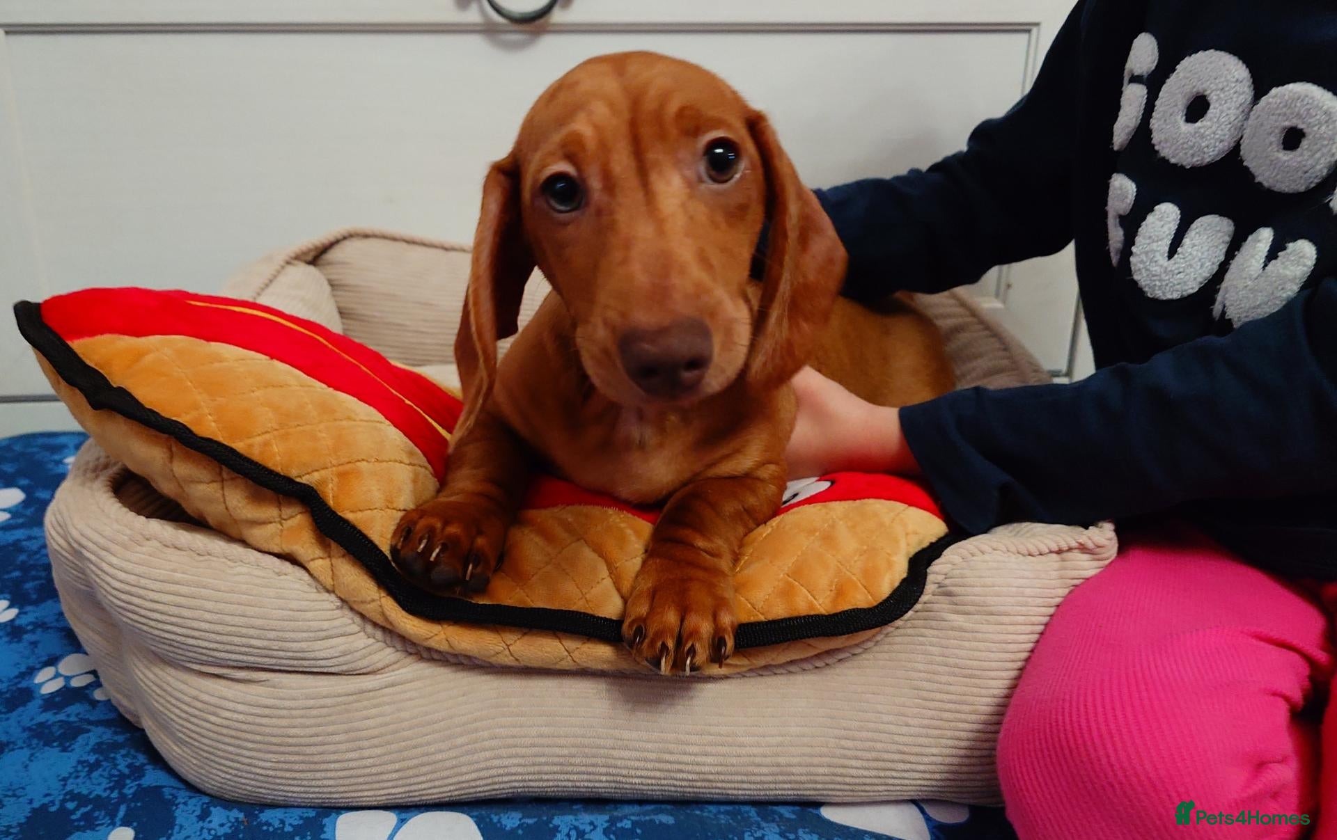 Miniature Dachshund dogs Beautiful Miniature Puppy Dachsung  - Advert 2
