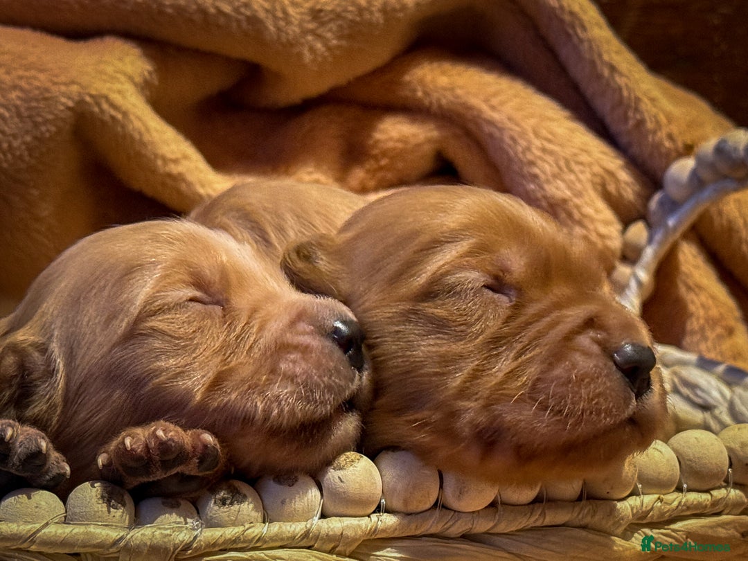 Golden Retriever dogs for sale: Beautiful Deep Red KC Golden Retrievers  - Advert 3