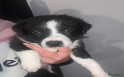Border Collie dogs for sale: 3 male border collie pups available  - Image 5
