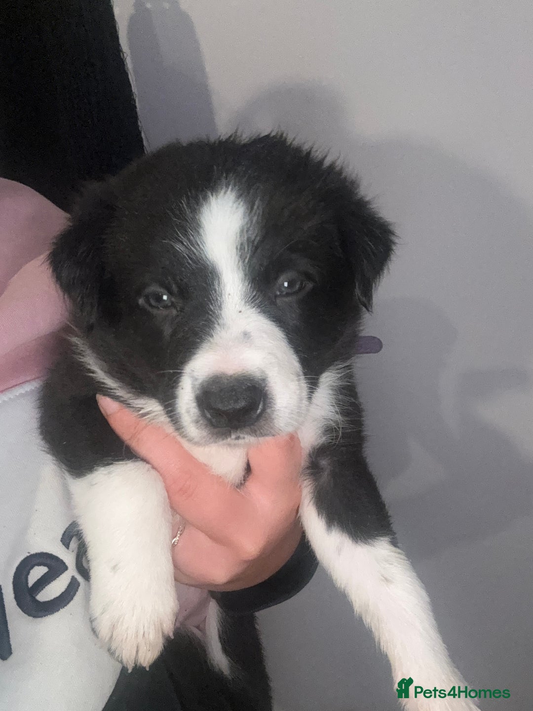 Border Collie dogs for sale: 3 male border collie pups available  - Image 5