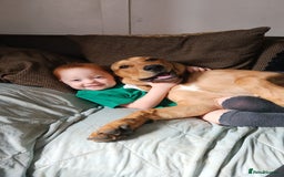 Mixed Breed dogs for sale: Male bullmastiff  - Image 7