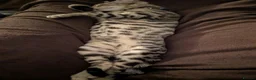 Bengal cats for sale: 1 year old Bengal boy - Advert 9
