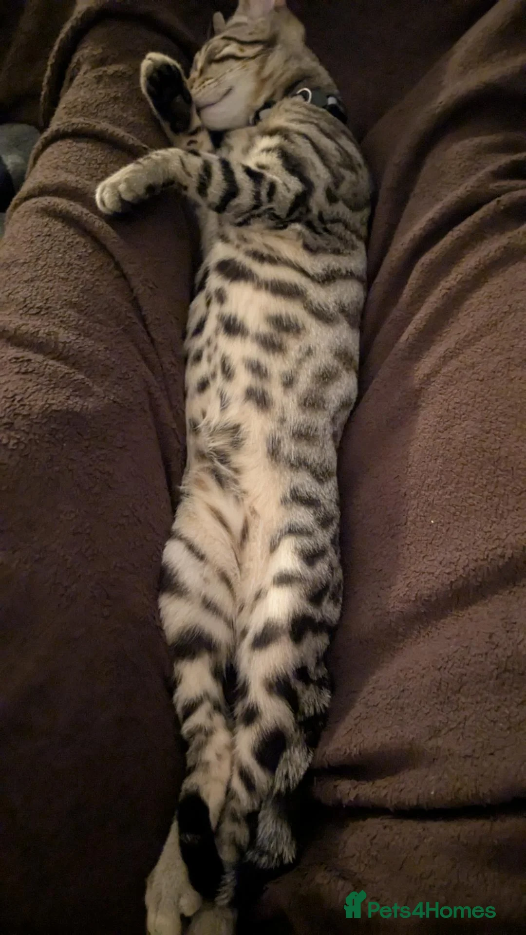 Bengal cats for sale: 1 year old Bengal boy - Advert 9