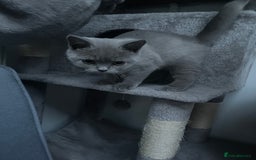 British Shorthair cats for sale: ONLY 1 Adorable Girl Left  - Image 7