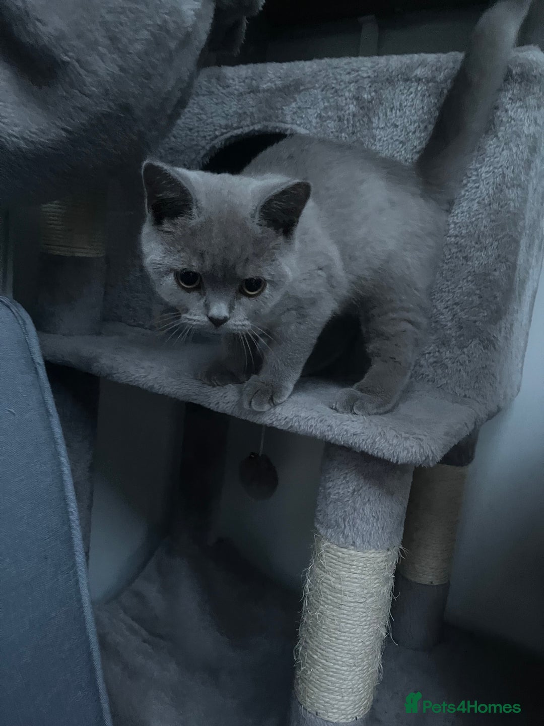 British Shorthair cats for sale: ONLY 1 Adorable Girl Left  - Image 7