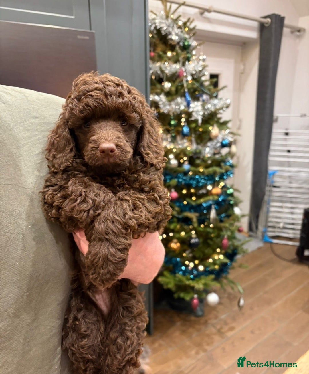 Miniature Poodle dogs for sale: 2 Boys left-KC Registered.Ready to leave next week - Advert 1