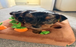 Yorkshire Terrier dogs for sale: Yorkshire Terrier puppies  - Image 4