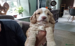 Cockapoo dogs for sale: F1B 5 STAR HEALTH CHECKED STUNNING COCKERPOOS  - Image 15