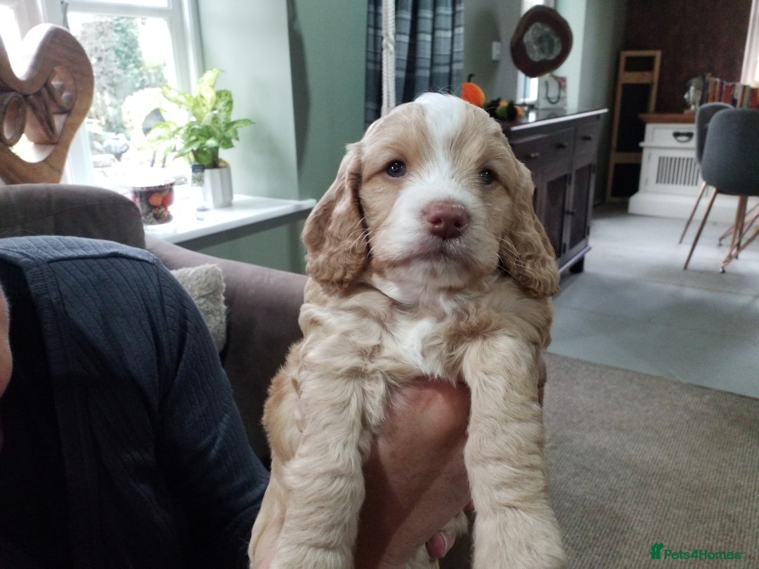 Cockapoo dogs for sale: F1B 5 STAR HEALTH CHECKED STUNNING COCKERPOOS  - Image 15