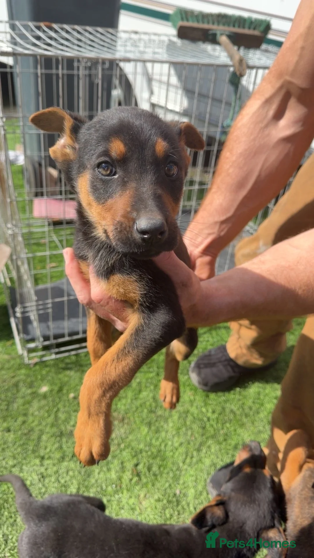 Mixed Breed dogs for sale: Belgium Mali x German Shepherd  in Bolton - Advert 1