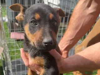 Mixed Breed dogs Belgium Mali x German Shepherd - Advert 4