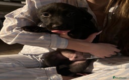 Mixed Breed dogs for sale: Beautiful Belgian Malanois x Labrador Puppies  - Image 8