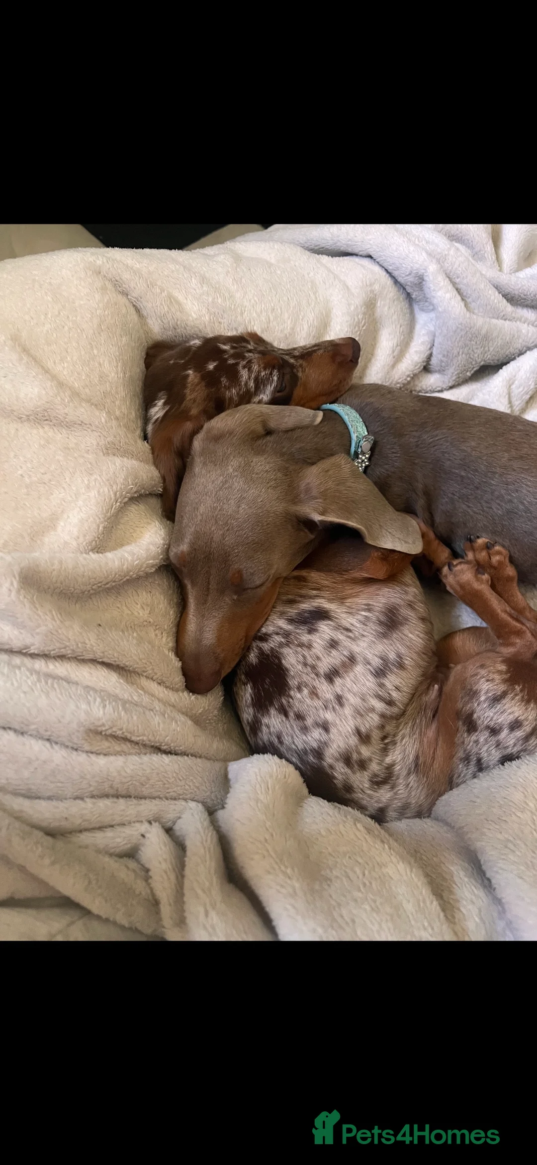 Miniature Dachshund dogs for sale: 10 month old Isabella Dachshund  - Advert 5
